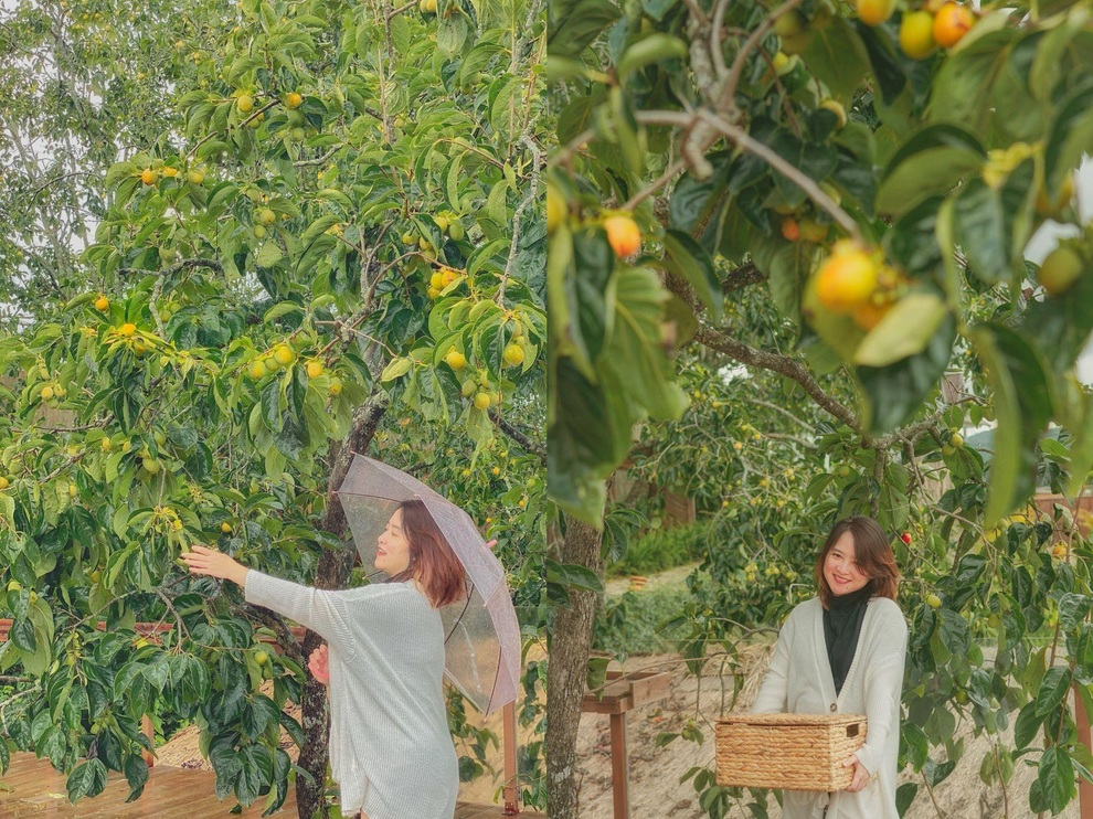 Vườn hồng trĩu quả giữa Đà Lạt của vợ chồng bỏ phố về núi - 4 Vườn hồng trĩu quả giữa Đà Lạt của vợ chồng bỏ phố về núi - 4