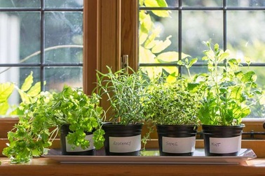 Những loại cây cảnh trong nhà có tác dụng làm thuốc