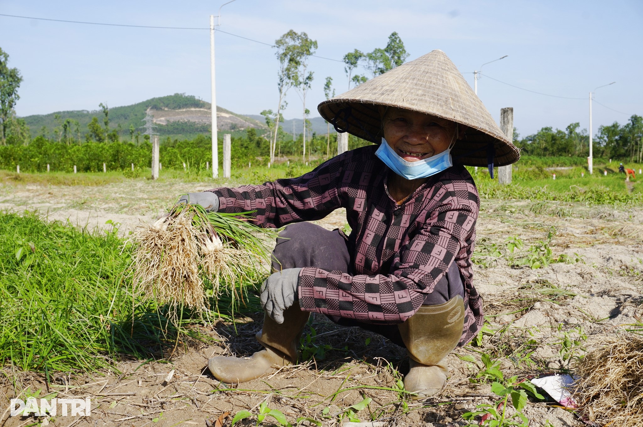 N&ocirc;ng d&acirc;n Gia Lai thu hoạch kiệu Tết &ndash; h&igrave;nh 2