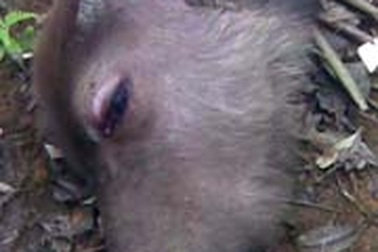 Hà Tĩnh: Trâu bò chết hàng loạt