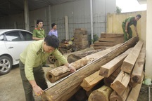 Vận chuyển gỗ trái phép, bị phạt hơn 1,4 tỷ đồng