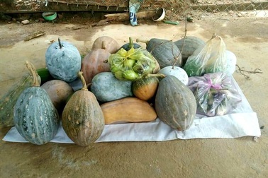 Đồng bào vùng cao góp rau củ quả, hướng về đồng bằng cùng chống dịch