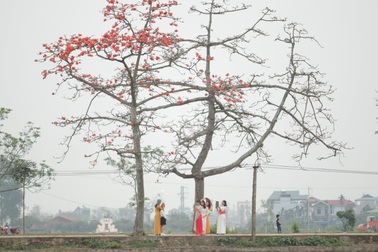 Hoa gạo "nhuộm đỏ" những góc trời ở ngoại thành Hà Nội