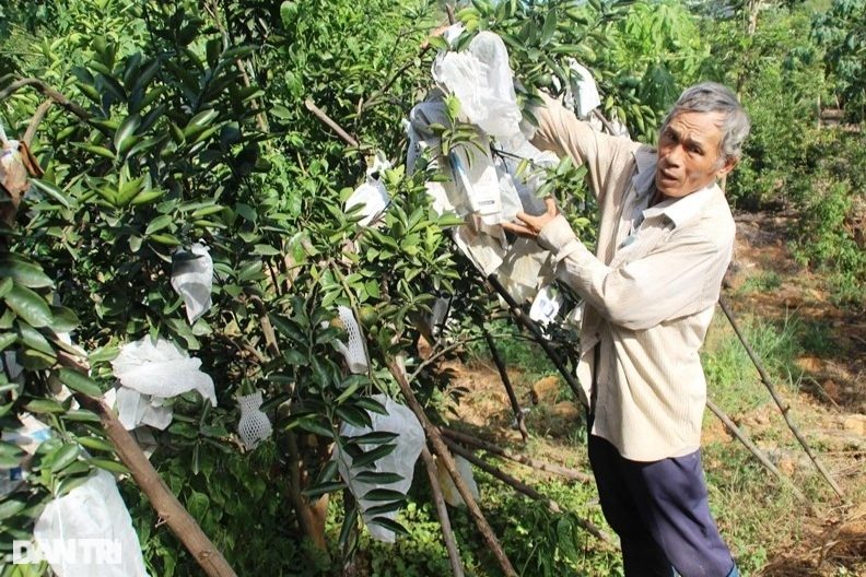 Khai tử cây keo, trồng bưởi da xanh, nông dân Bình Định thành tỷ phú - 3 Khai tử cây keo, trồng bưởi da xanh, nông dân Bình Định thành tỷ phú - 3