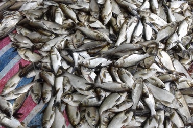 Hơn 34 tấn cá lồng chết bất thường