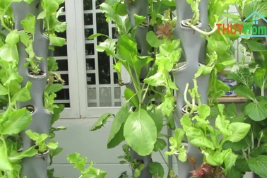 Tận mắt vườn rau thẳng đứng, trồng cây không cần đất tại TPHCM