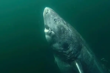 Tìm thấy con cá mập già nhất thế giới 397 tuổi