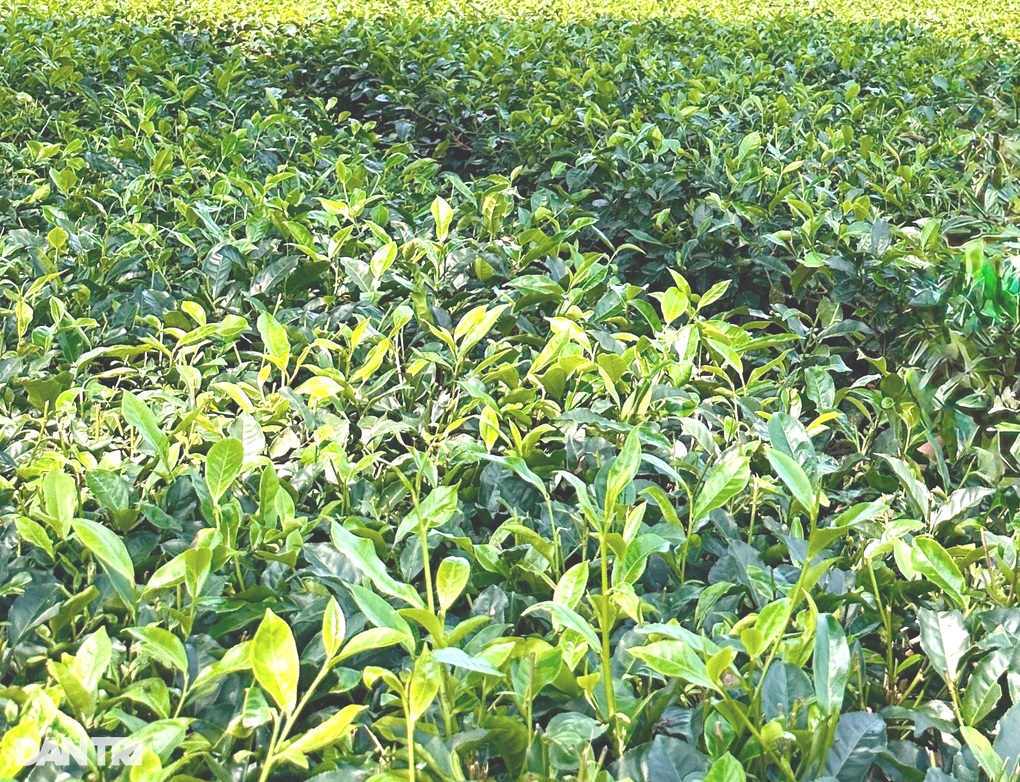 11 lợi ích bất ngờ từ việc uống trà - 2