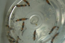 Kiến ba khoang vào “mùa”, nhiều người lo sốt vó