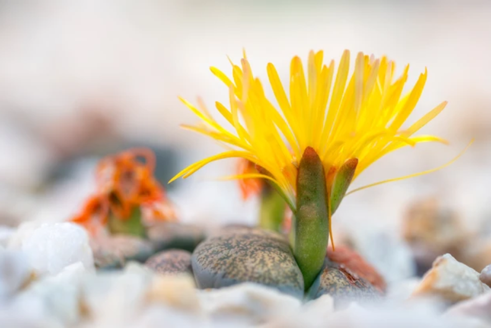 Sự độc đáo của thạch lan - loài hoa mọc trên sỏi và đá - 1