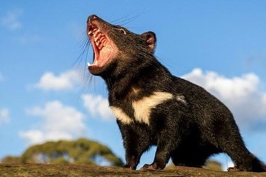 Loài Quỷ Tasmania lần đầu quay trở lại lục địa Úc sau 3.000 năm tuyệt chủng
