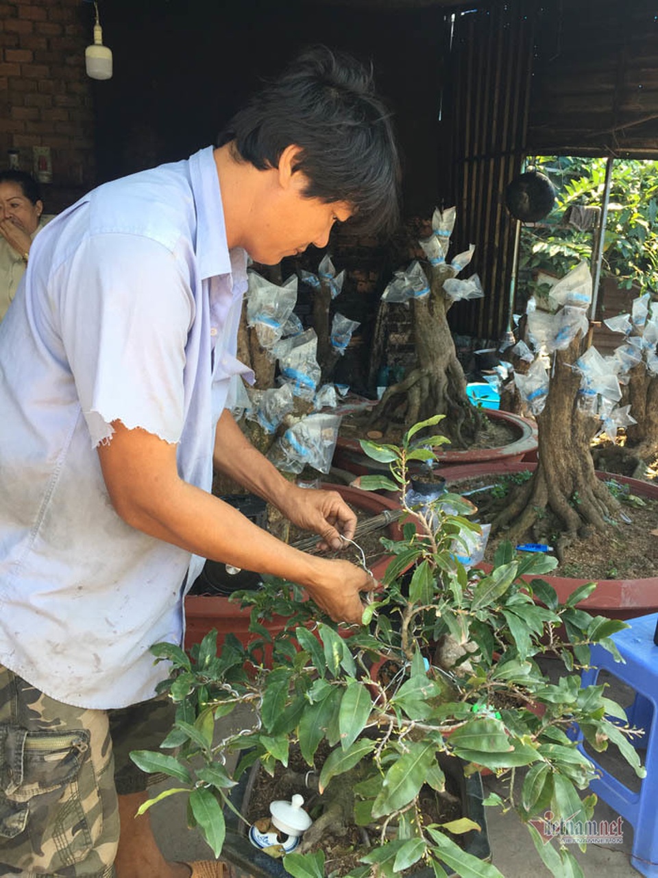 Cây mai 900 triệu đồng của ông chủ ở Sài Gòn - 5