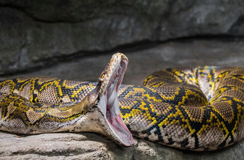 Điểm lại những vụ trăn tấn công và ăn thịt người gây rúng động dư luận - 5 Điểm lại những vụ trăn tấn công và ăn thịt người gây rúng động dư luận - 5