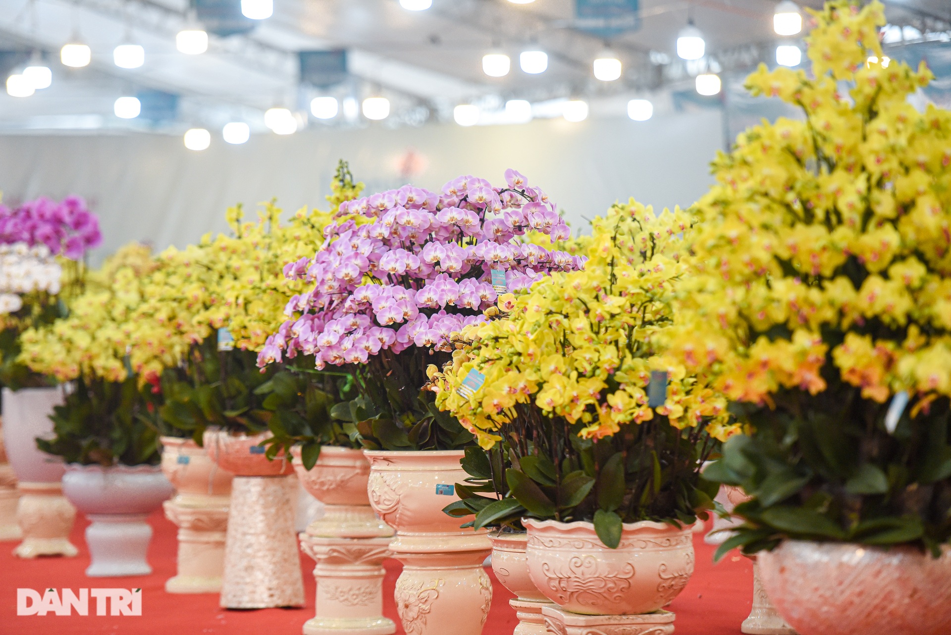 Chậu lan hồ điệp khổng lồ chào bán gần một tỷ đồng ở Hà Nội - 8 Chậu lan hồ điệp khổng lồ chào bán gần một tỷ đồng ở Hà Nội - 8