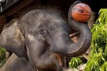 Voi học chơi bóng rổ 