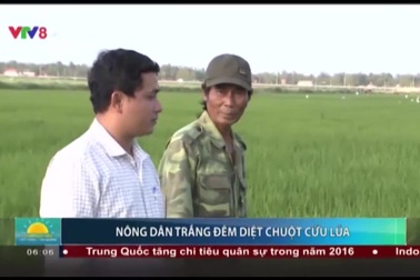 Trắng đêm diệt chuột cứu lúa