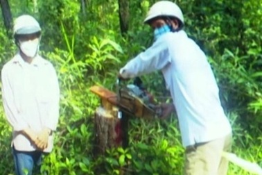 Cán bộ bảo vệ rừng cấu kết "ăn" tiền với nhóm đối tượng chặt cây rừng