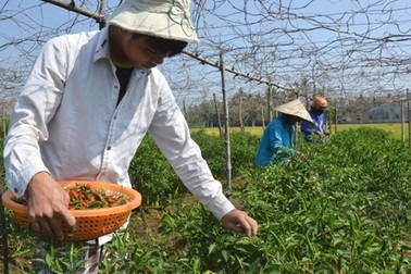 Giá ớt bất ngờ vọt lên 40.000 đồng/kg, nông dân tranh thủ đội nắng "hái lộc"