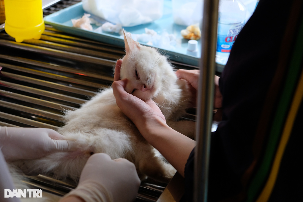 Biệt đội cứu hộ chó mèo đặc biệt ở Hà Nội - 11 Biệt đội cứu hộ chó mèo đặc biệt ở Hà Nội - 11