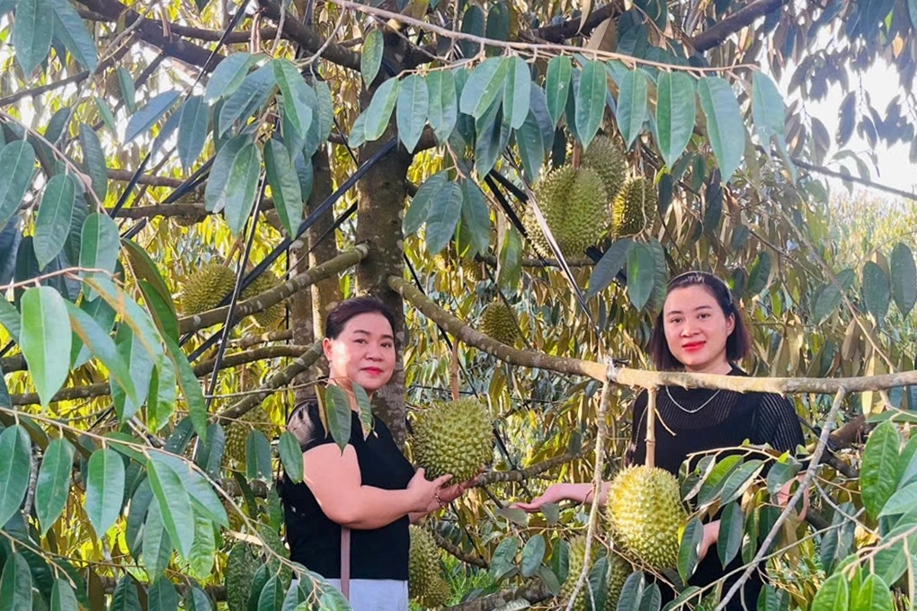 Anh nông dân bị nói “khùng” vì chi tiền tỷ trồng sầu riêng trên đất khô cằn - 3