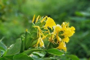 Bài thuốc hay chữa viêm đại tràng của bác sĩ người Mán