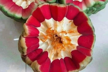 Na rừng siêu to, ruột đỏ au giá nửa triệu đồng một quả