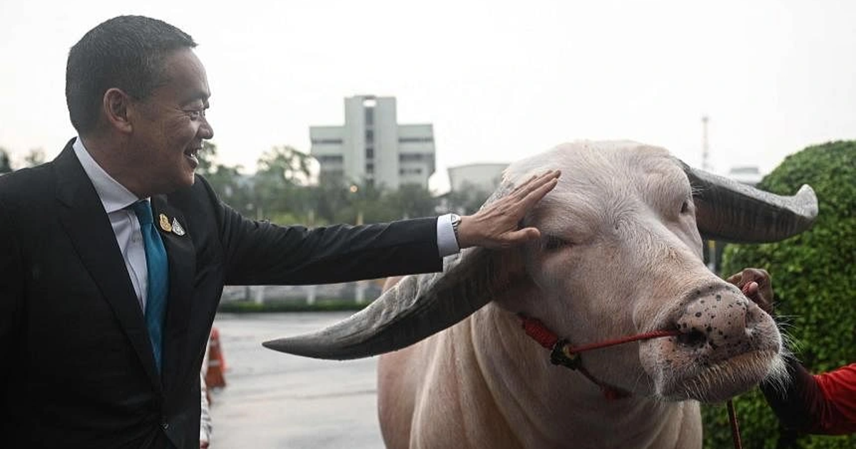 นายกฯไทย ‘ได้รับ’ ควายมูลค่า 500,000 เหรียญสหรัฐฯ