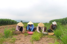 "Vàng trắng" rớt giá một nửa, nông dân vừa thu hoạch vừa lo