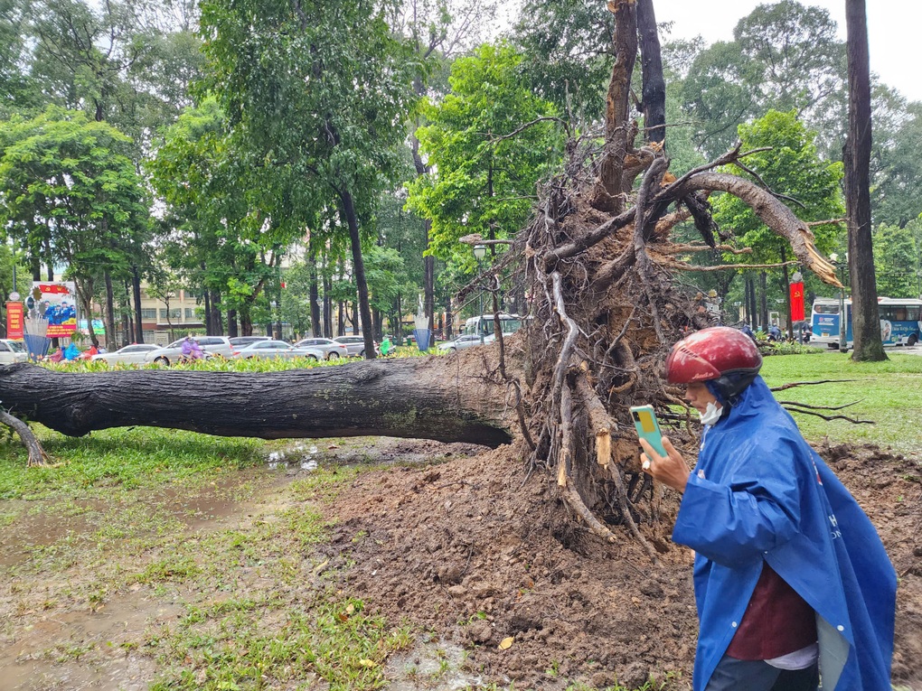 Nhiều cây cổ thụ bật gốc đổ xuống đường trong cơn mưa lớn ở TPHCM - 3 Nhiều cây cổ thụ bật gốc đổ xuống đường trong cơn mưa lớn ở TPHCM - 3