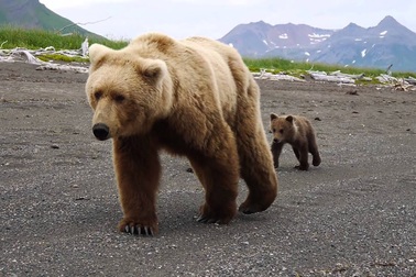 Cận cảnh gấu nâu "khủng" tại Mỹ