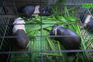 Người dân TPHCM chi tiền triệu nuôi "hà mã" làm thú cưng