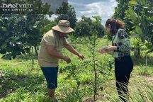 Vườn chanh Thái trồng chỉ để bán lá thu tiền tỷ của anh nông dân ở Đồng Nai
