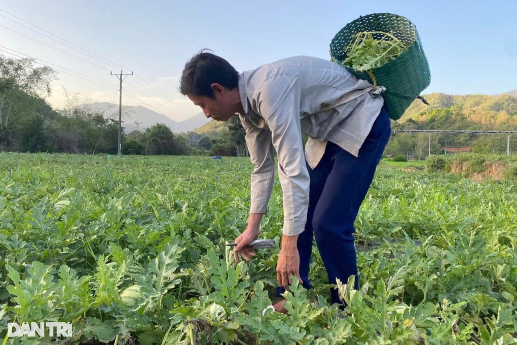 Nông dân vùng cao thu lãi lớn nhờ dưa hấu, gấp 5 lần trồng lúa - 3 Nông dân vùng cao thu lãi lớn nhờ dưa hấu, gấp 5 lần trồng lúa - 3