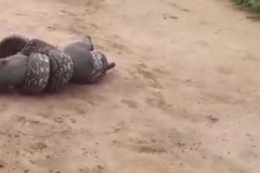 Mèo rừng vùng vẫy cố thoát khỏi vòng siết của trăn đói