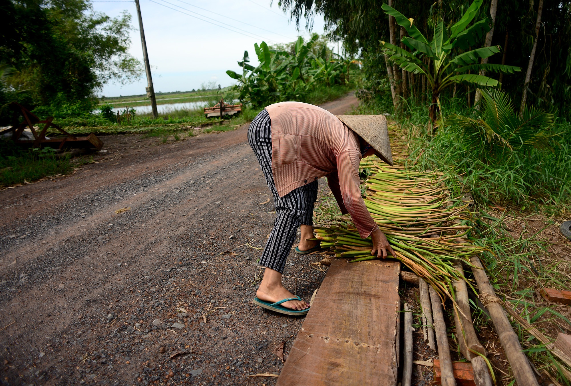 Long An: Kiếm thêm bạc triệu nhờ cắt lục bình - 4 Long An: Kiếm thêm bạc triệu nhờ cắt lục bình - 4