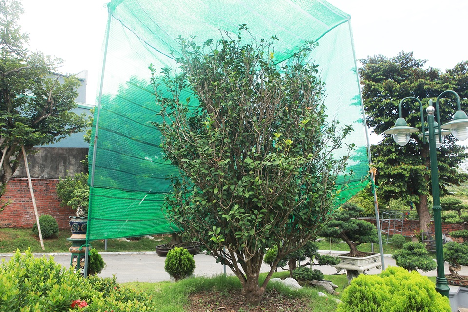 Đã mắt với những cây trà cổ thụ tiền tỷ của “ông vua trà” Việt Nam - 1 Đã mắt với những cây trà cổ thụ tiền tỷ của “ông vua trà” Việt Nam - 1