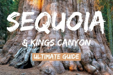 Cận cảnh cây "khủng" trong công viên Sequoia