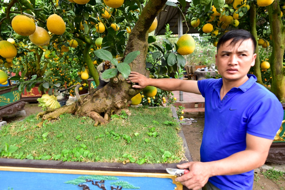 Cây bưởi cổ thụ thế bạt phong hồi đầu giá trăm triệu gây sốt ở Hưng Yên - 10 Cây bưởi cổ thụ thế bạt phong hồi đầu giá trăm triệu gây sốt ở Hưng Yên - 10