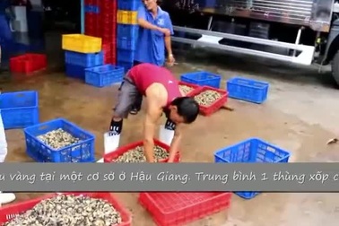 "Đút túi" vài trăm ngàn mỗi ngày "dễ như chơi" nhờ ốc bươu vàng