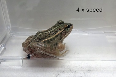 Sự trốn thoát thần kỳ của bọ cánh cứng sau khi bị ếch nuốt sống