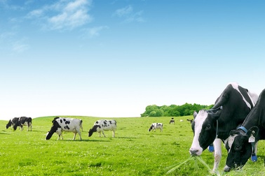 SCIC hé lộ thông tin tiếp tục bán vốn tại "con bò sữa tỷ đô" Vinamilk