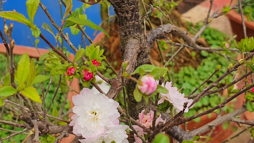 Nhất chi mai to nhiều tiền, dân sành Hà thành mua cây nhỏ để bàn chơi Tết - 4 Nhất chi mai to nhiều tiền, dân sành Hà thành mua cây nhỏ để bàn chơi Tết - 4