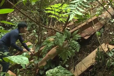 Khởi tố 5 đối tượng phá rừng tại Quảng Bình