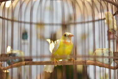 Mãn nhãn với bộ sưu tập chim quý hiếm, giá khủng của vua chim màu Việt