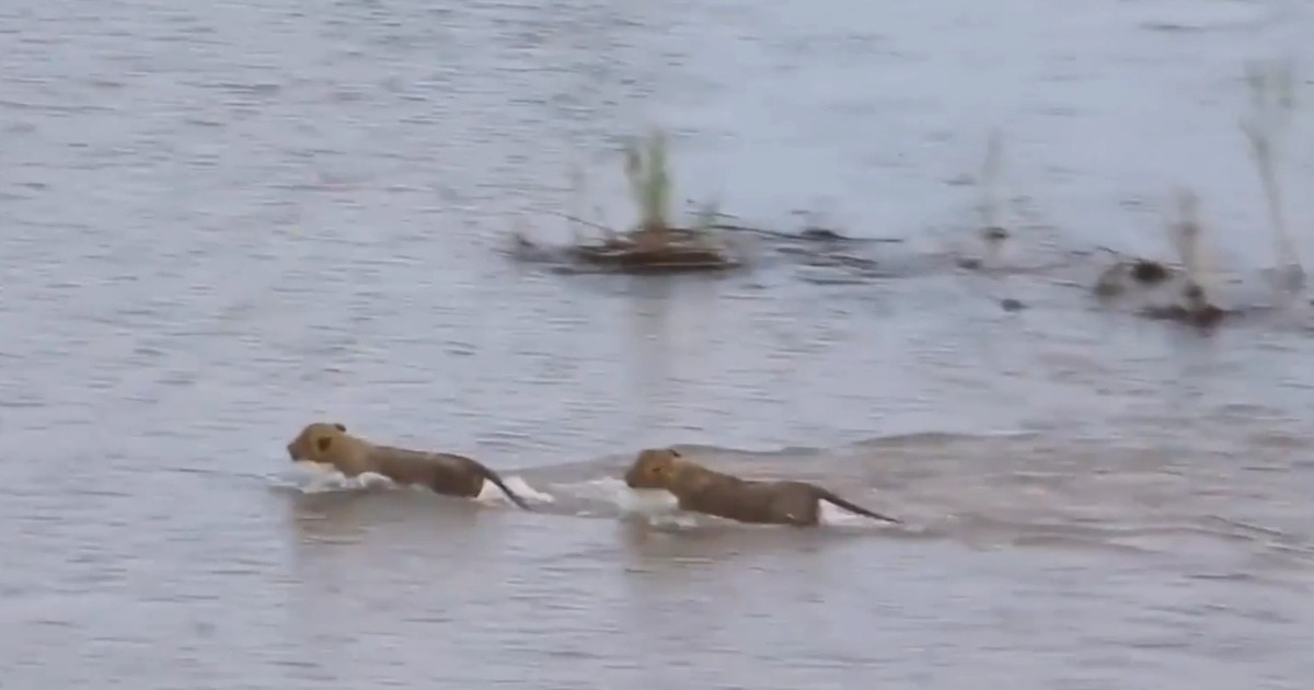 Nổi bật tuần qua: Sư tử con liều lĩnh bơi qua sông đầy cá sấu để hội ngộ mẹ | Báo Dân trí