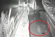 Thanh niên mất tích sau khi bị cá sấu tấn công, camera ghi lại toàn bộ