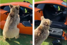 Thú cưng bẻ rụng cánh cửa siêu xe tiền tỉ, chủ xe chỉ cười xòa