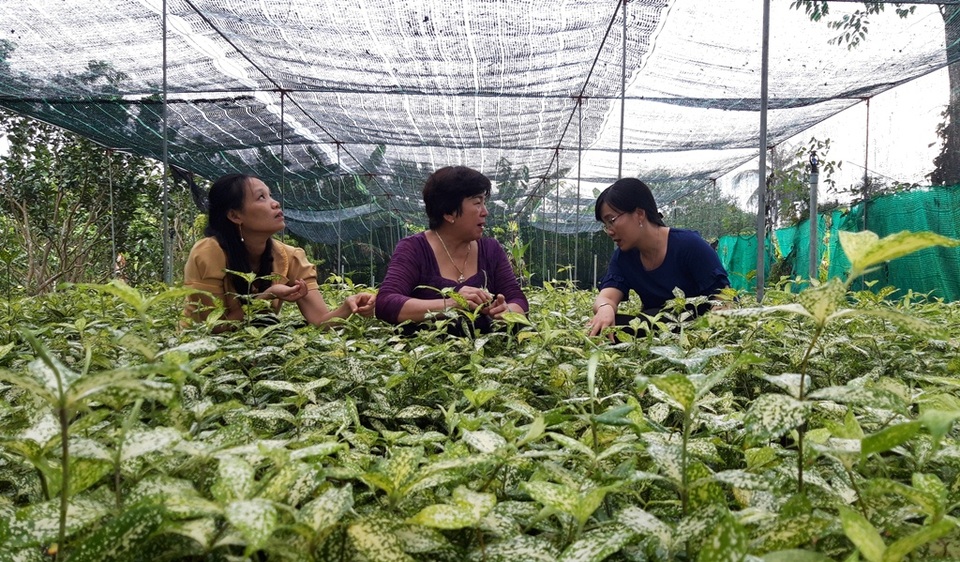Trồng cau vàng và trúc Nhật đốm dưới tán xoài thu nhập nửa tỷ đồng mỗi năm - 2 Trồng cau vàng và trúc Nhật đốm dưới tán xoài thu nhập nửa tỷ đồng mỗi năm - 2