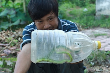 Cả xã đổ xô đi săn rắn lục đuôi đỏ