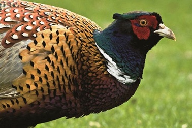 Chim trĩ đỏ - “sản vật tiến Vua”